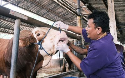 Memeriksa Kelayakan dan Kesehatan Daging Kurban Secara Cermat dan Detail