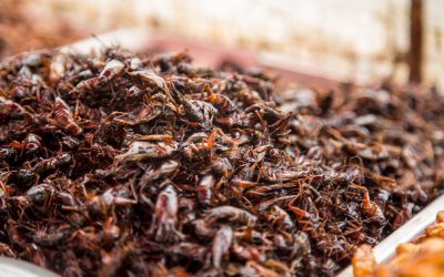 Kehalalan Belalang Goreng, Cek Faktanya Berikut Ini