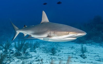 Hukum Memakan Ikan Hiu, Halal atau Haram?