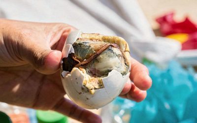 Hukum Memakan Balut Bagi Muslim, Halal atau Haram?